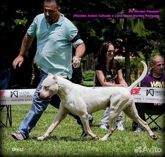 Аргентинский дог щенки