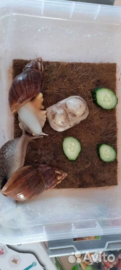 Улитки ахатины бесплатно