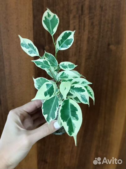 Фикус пестролистный 1.5 м