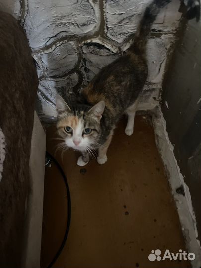 Молодая кошечка