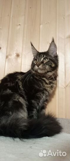 Мейн-кун девочка