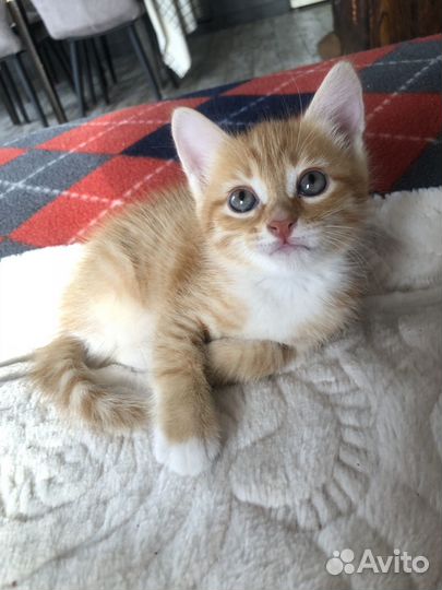 Кошки бесплатно
