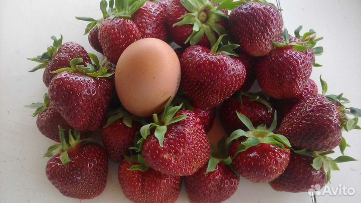 Саженцы клубники Зенга Зенгана