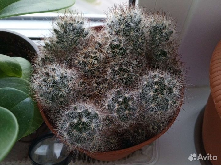 Излишки, отростки