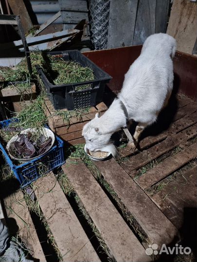 Коза ламанча