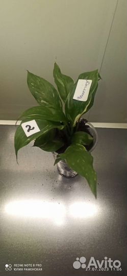 Спатифиллум Domino mini