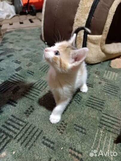 Отдам в добрые руки котят