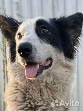 Бордер колли метис и щенки ищут дом