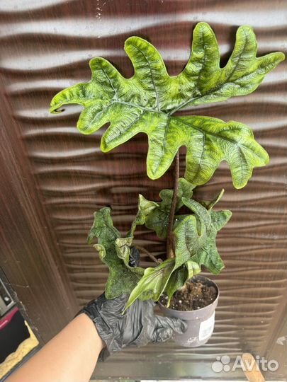 Адоказия Жаклин