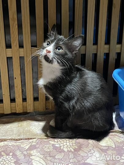 Котёнок в добрые руки