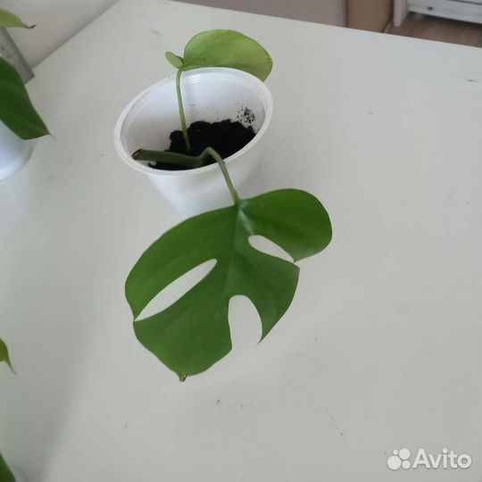 Монстера рафидора Тетросперма