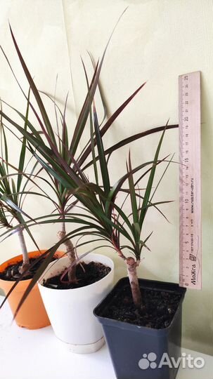 Драцена Маргината