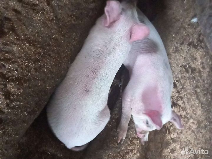 Поросята