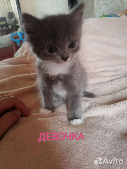 Котята в добрые руки бесплатно