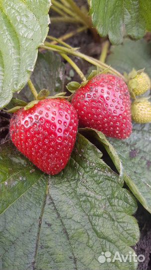 Клубника супер сорта (саженцы)