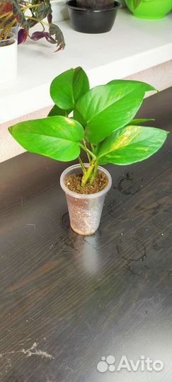 Сциндапсус