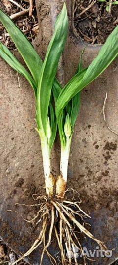 Луковицы черемши, растения