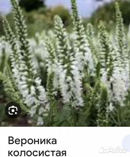 Многолетники садовые