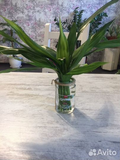 Драцена Сандера