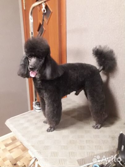 Стрижка собак