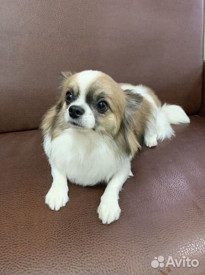 Стрижка кошек, стрижка собак, груминг только выезд