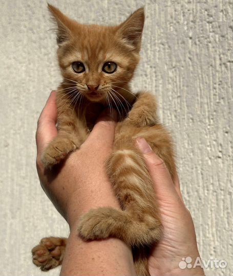 Солнечный рыжий котенок (девочка)