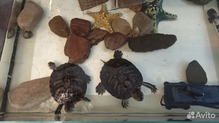 Красноухие черепахи в добрые руки