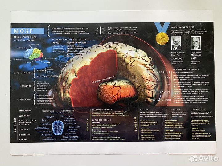 Плакаты о мозге