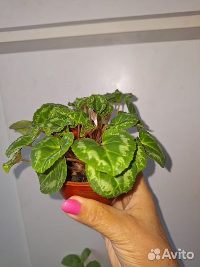 Комнатные цветы цикламен