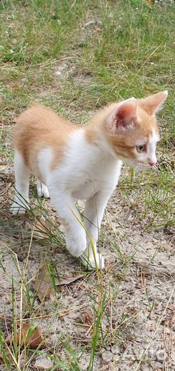 Отдадим рыжыков в добрые руки