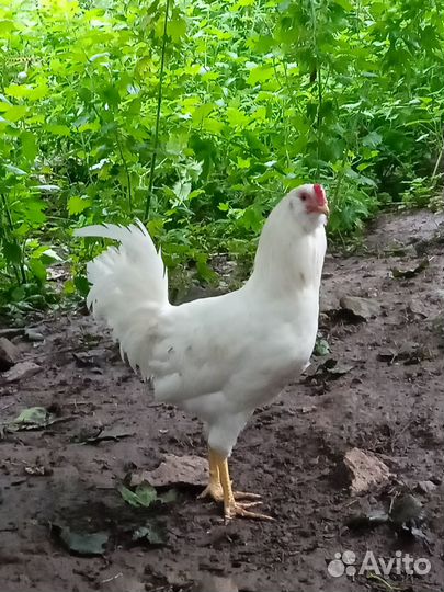 Молодой петушок