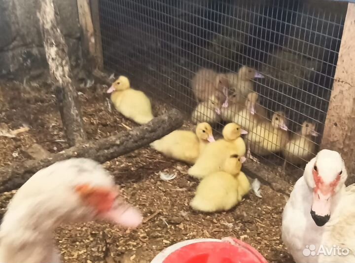 Индоутка с индоутятами