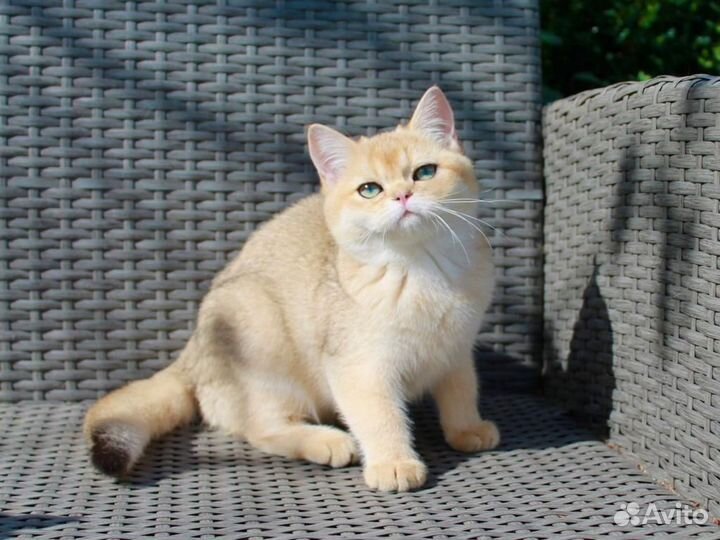 Британская кошка