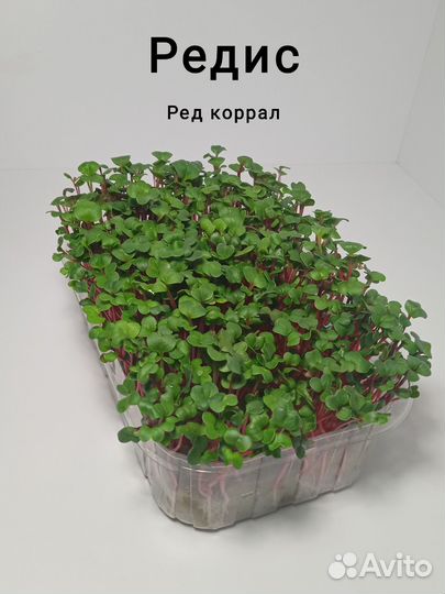 Микрозелень