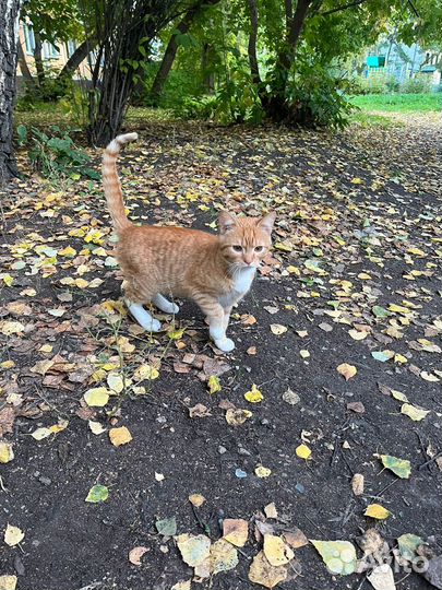 Котик и кошечка