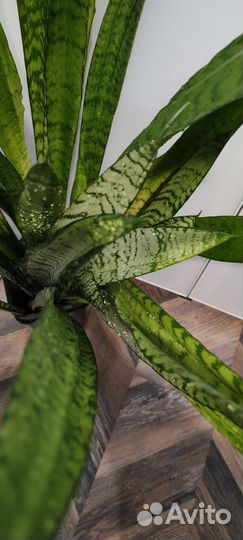 Сансивиерия