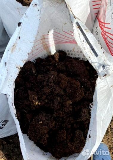 Перегноц коровий