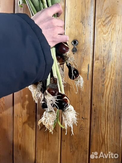 Гигантские тюльпаны Сочи на луке (реальные фото)