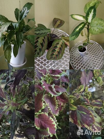 Маранта, диффенбахия, колеусы, спатифиллум от 100