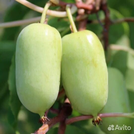 Актинидия (киви) аргута саженцы