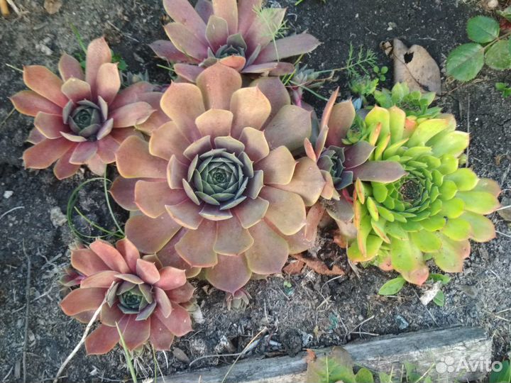 Молодило,каменная роза