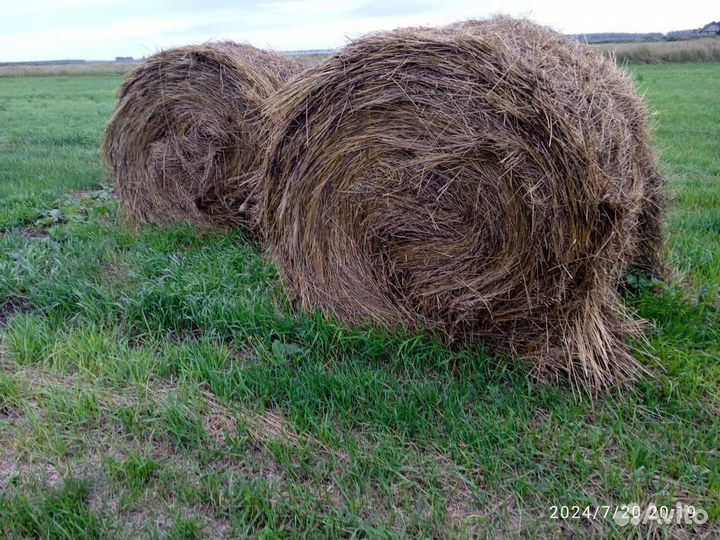 Продам сено в рулонах и тюках