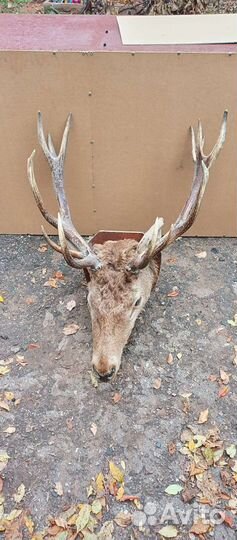 Чучело, цена за одну