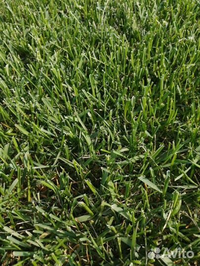 Рулонный газон поставка поставка каждые две недели