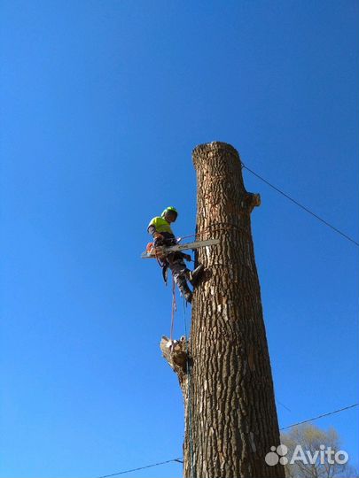 Камешковский р-н. Спилить дерево.Опиловка деревьев