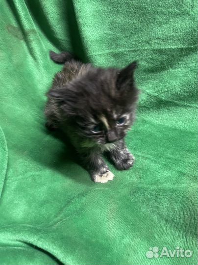Котята в добрые руки 1 месяц