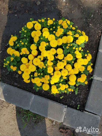 Хризантемы мультифлора