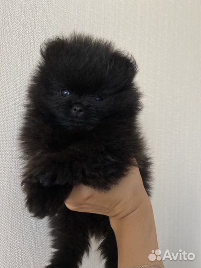 Шпиц померанский