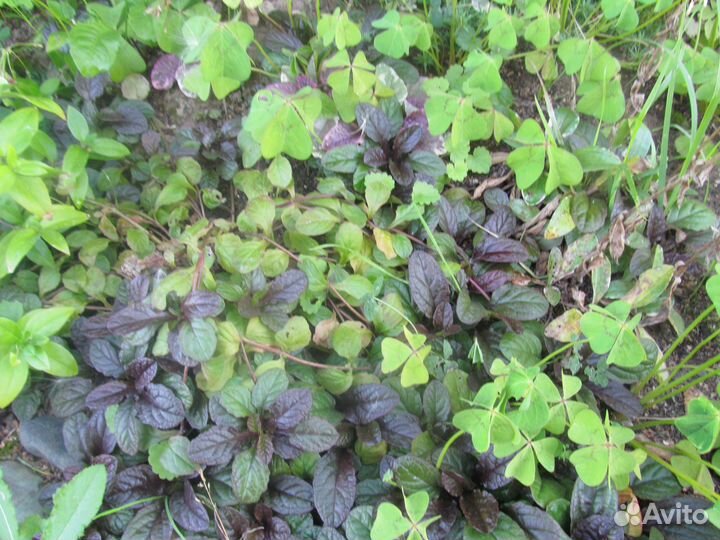 Садовые многолетники