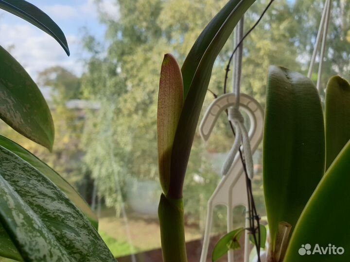 Орхидея Каттлея Chief Dancing Red Dream